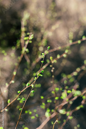 Blurred branches with fresh green leaves in sunny spring day.