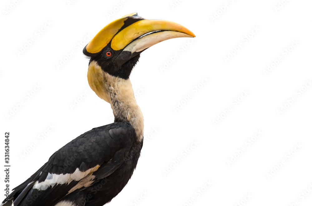 Close up Great hornbill on white background Close up Great hornbill on white background