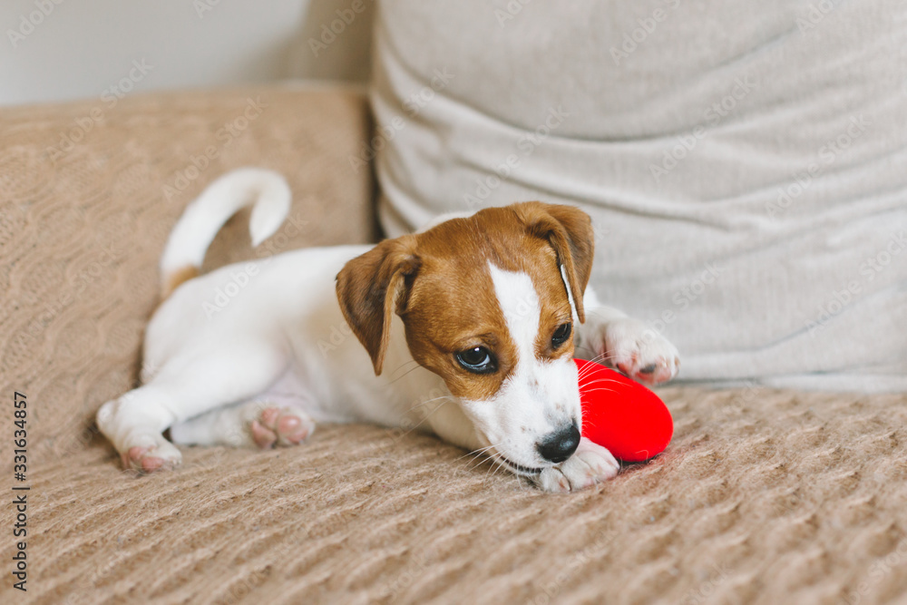 Adorable puppy Jack Russell Terrier on the sofa playing with red toy.