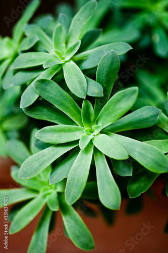Wallpaper Mural Green succulent plant closeup on ceramic pot. Torontodigital.ca
