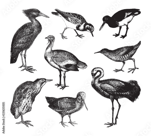 Wader bird collection   vintage illustration from Brockhaus Konversations-Lexikon 1908