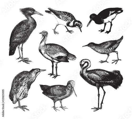 Wader bird collection / vintage illustration from Brockhaus Konversations-Lexikon 1908