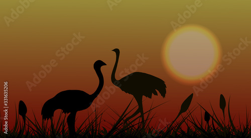 Silhouette. Two birds of African ostriches in the savannah in the grass on a background of sunset.