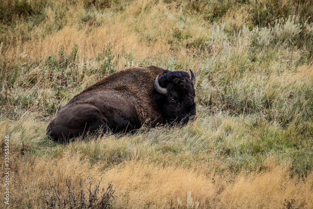 Rare Brown Buffalo in Yellowstone National Park, USA Rare Brown Buffalo in Yellowstone National Park, USA