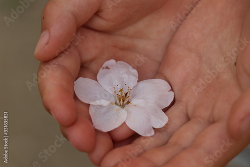桜 春 子供の手 桜の花びら