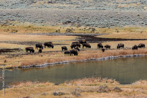 Rare Brown Buffalo in Yellowstone National Park, USA © Dave
