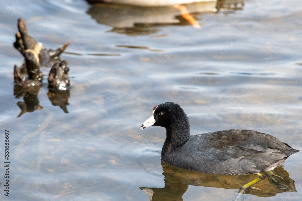 An American coot swimming in the lake. Vancouver BC Canada An American coot swimming in the lake. Vancouver BC Canada