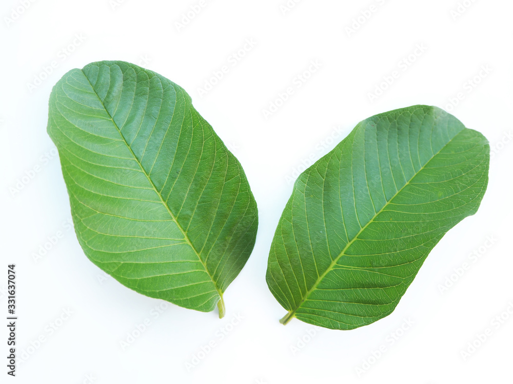 guava leaf isolated on white background use as ingredient in cosmetic product and is a medicinal herb, close up shot photo. guava leaf isolated on white background use as ingredient in cosmetic product and is a medicinal herb, close up shot photo.