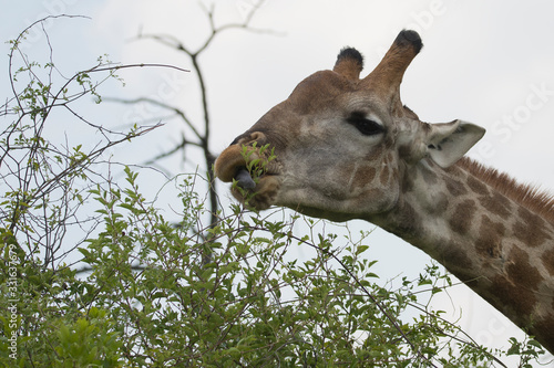 Giraffe eating © DENISE