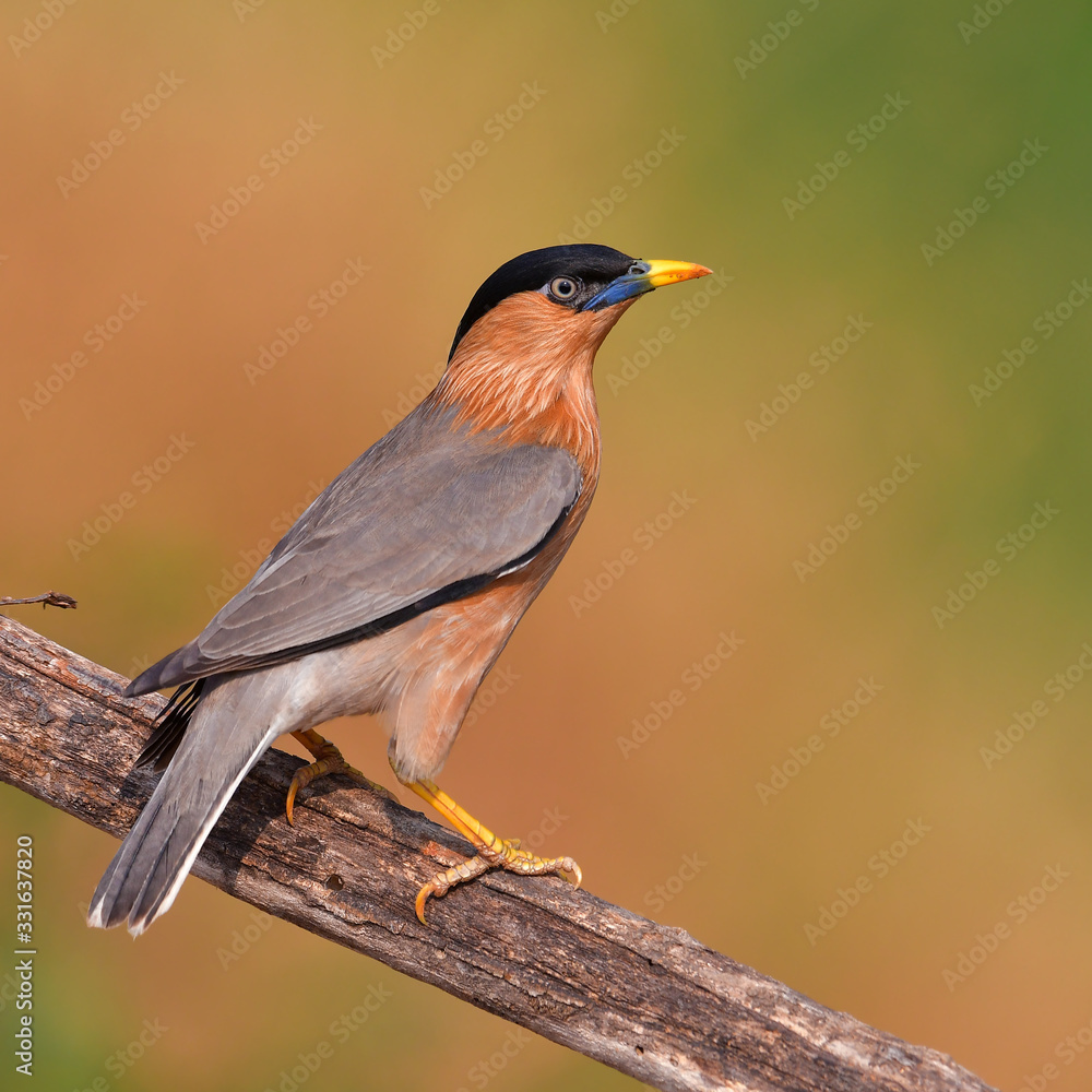 Fototapeta premium Brahminy Starling Bird