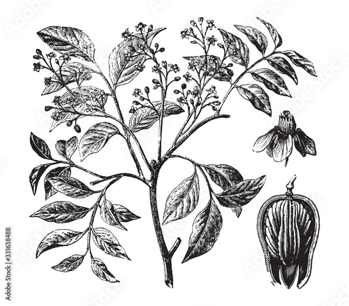 American mahogany (Swietenia mahagoni) / vintage illustration from Brockhaus Konversations-Lexikon 1908