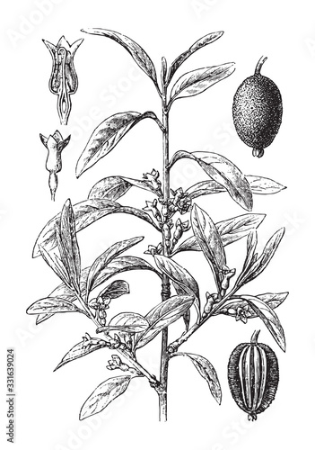 Wild olive (Elaeagnus angustifolia) / vintage illustration from Brockhaus Konversations-Lexikon 1908