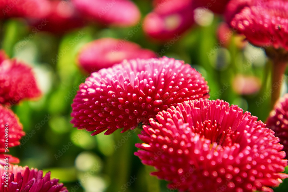 Two pink daisies with blurred background. (Bellis perennis) Two pink daisies with blurred background. (Bellis perennis)