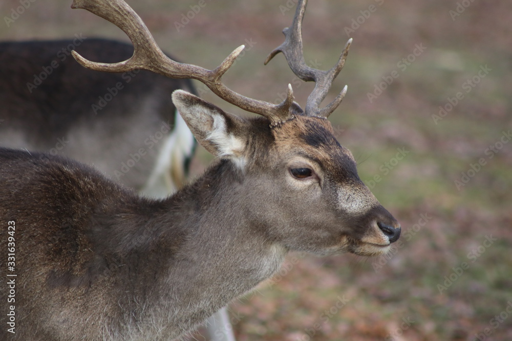 Hirsch mit Geweih im Wald