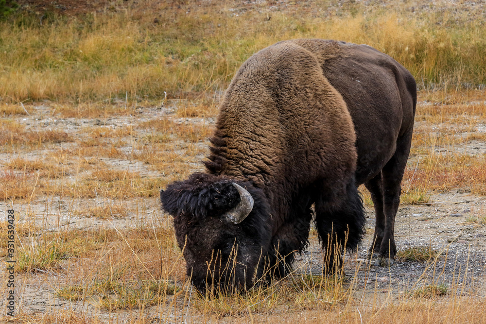 Rare Brown Buffalo in Yellowstone National Park, USA Rare Brown Buffalo in Yellowstone National Park, USA
