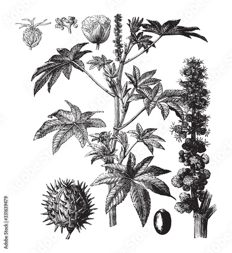 Ricinus (Ricinus communis) / vintage illustration from Brockhaus Konversations-Lexikon 1908
