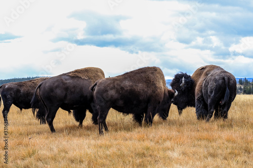 Rare Brown Buffalo in Yellowstone National Park, USA