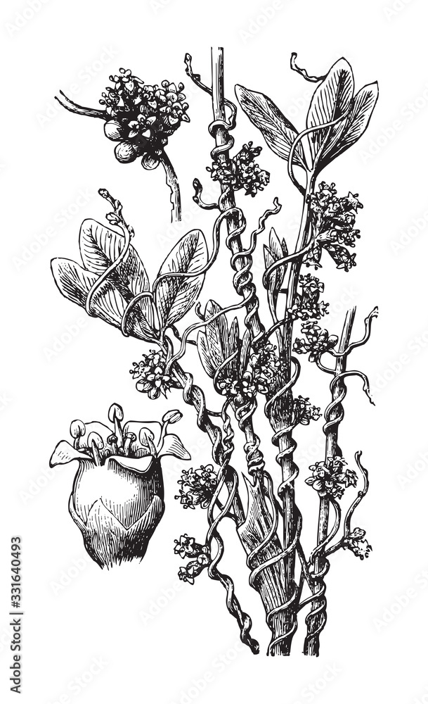 Φωτογραφία Dodder or Hellweed (Cuscuta epithymum) / vintage illustration from Brockhaus Kon