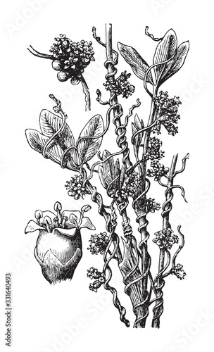 Canvas Print Dodder or Hellweed (Cuscuta epithymum) / vintage illustration from Brockhaus Kon