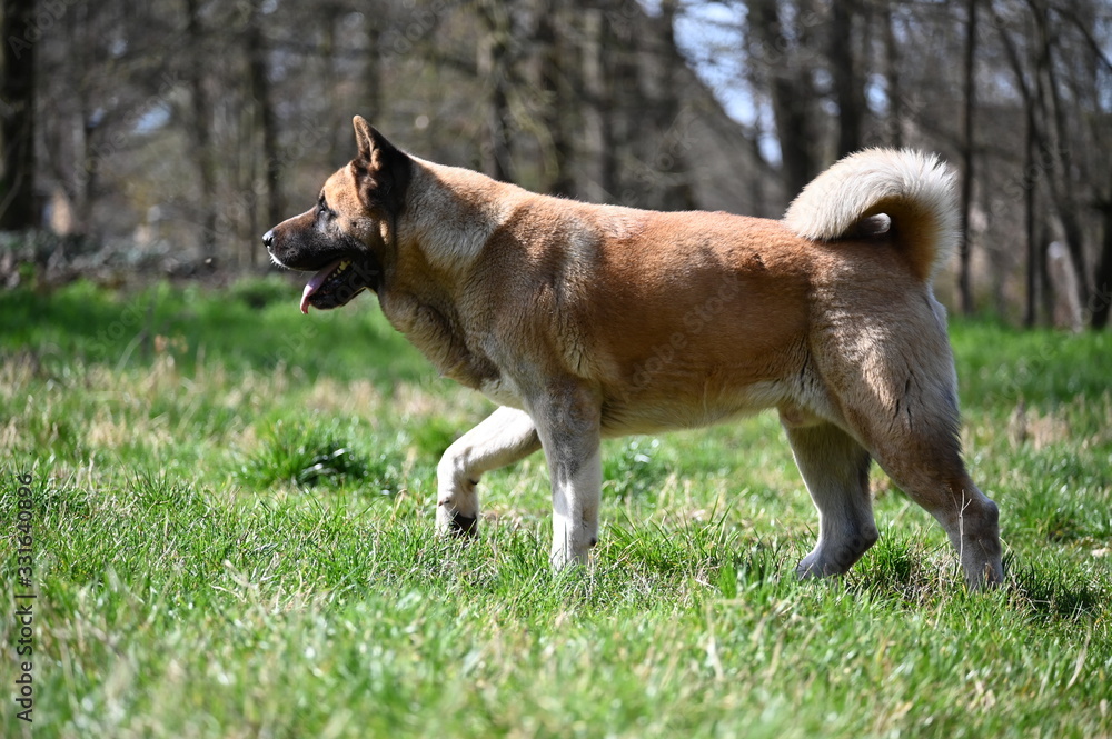 Amerikanischer Akita, Canis lupus familiaris, hund