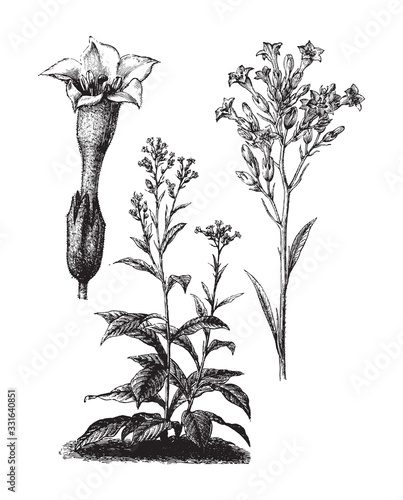 Tobacco plant (Nicotiana tabacum) - vintage illustration from Brockhaus Konversations-Lexikon 1908