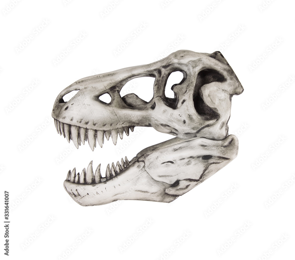Fototapeta premium Dinosaur skull isolated on white background