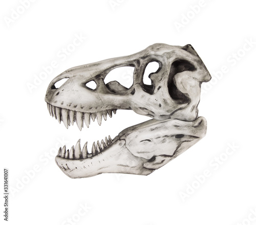 Dinosaur skull isolated on white background