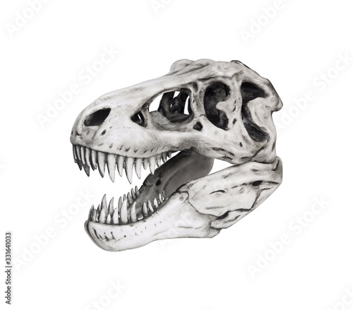 Dinosaur skull isolated on white background © Alexandr
