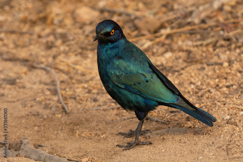 Cape glossy starling, Lamprotornis nitens at Kruger National Park, South Africa