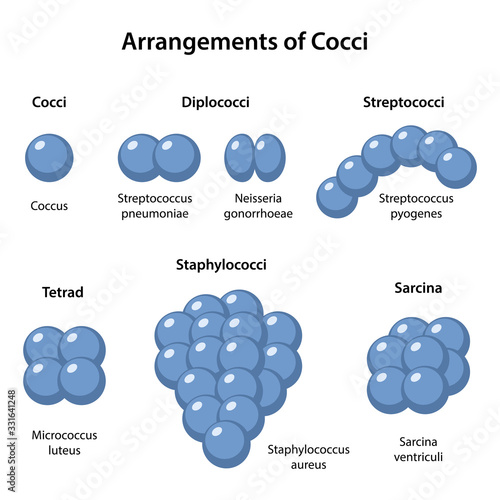 Arrangements of Coccus Bacteria. Coccus morphology. Microbiology. Spherical shapes: monococcus, diplococcus, streptococcus, tetracoccus, sarcina, staphylococcus. Vector illustration in flat style