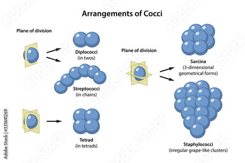 Arrangements of Coccus Bacteria in plane of division. Microbiology. Coccus morphology: monococcus, diplococcus, streptococcus, tetracoccus, sarcina, staphylococcus. Vector illustration photo