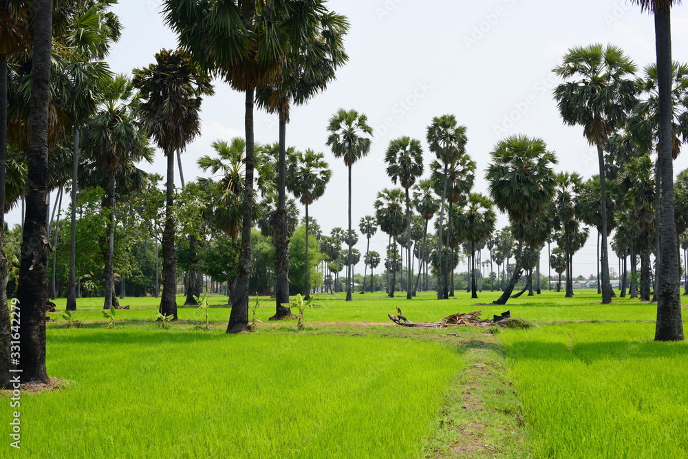 Palm trees and green rice fields with a blue sky background, palm trees or palm trees Palm trees and green rice fields with a blue sky background, palm trees or palm trees