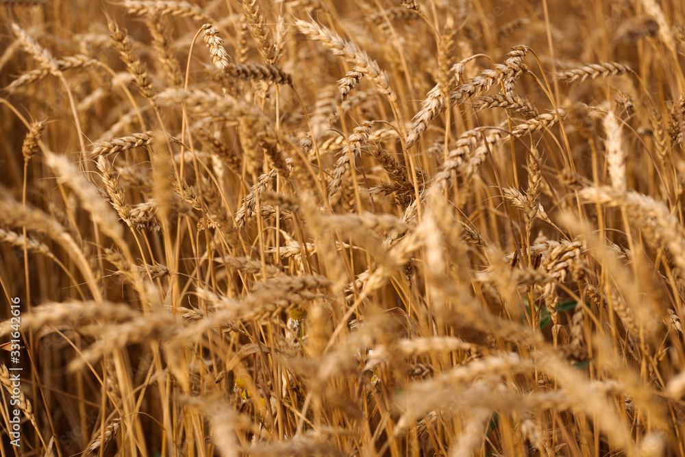 Fototapeta premium backdrop of ripening ears of yellow wheat field on the sunset cloudy orange sky background. Close up nature photo. 