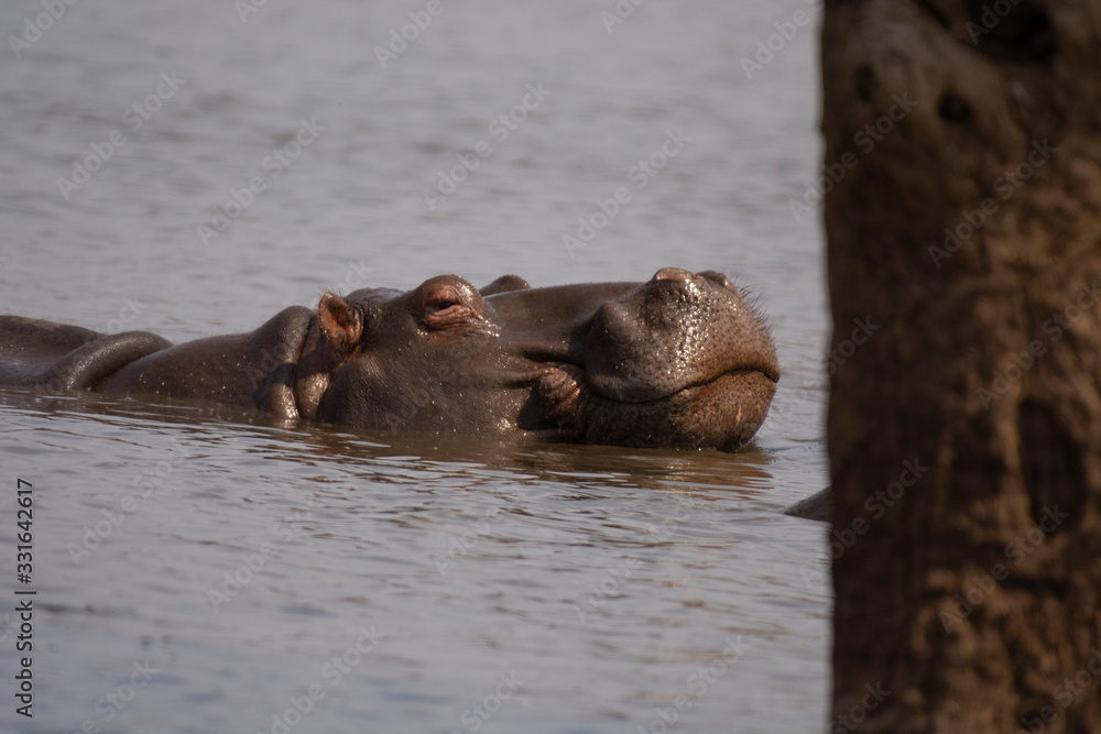 Fototapeta premium Hippopotamus, Hippopotamus amphibius Kruger National Park, South Africa