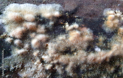 Large colonies of mold fungi. Microworld, mold in various manifestations on old wooden boards. Great background © Igor Pirozhkov