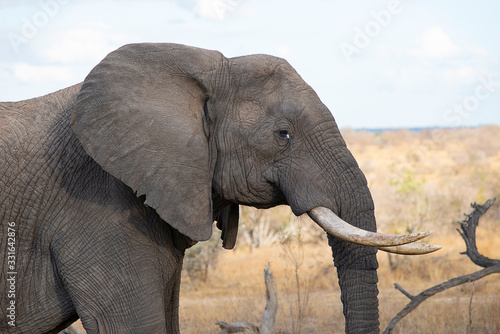 African elephant, Loxodonta africana Kruger National Park, South Africa