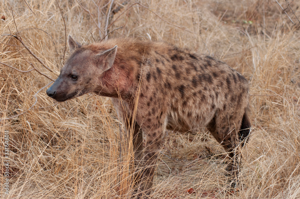 Hyena, Crocuta crocuta, Kruger National Park, South Africa Hyena, Crocuta crocuta, Kruger National Park, South Africa