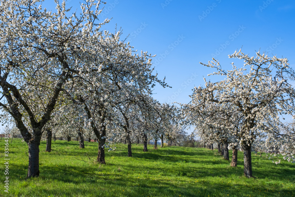 Kirschblüte in der Fränkischen Schweiz/Deutschland