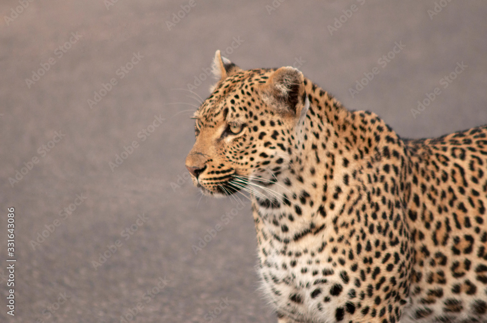Obraz premium Leopard Panthera pardus, Kruger National Park, South Africa
