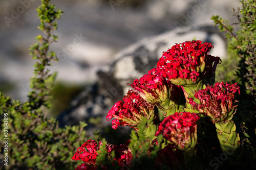 flowers table mountain