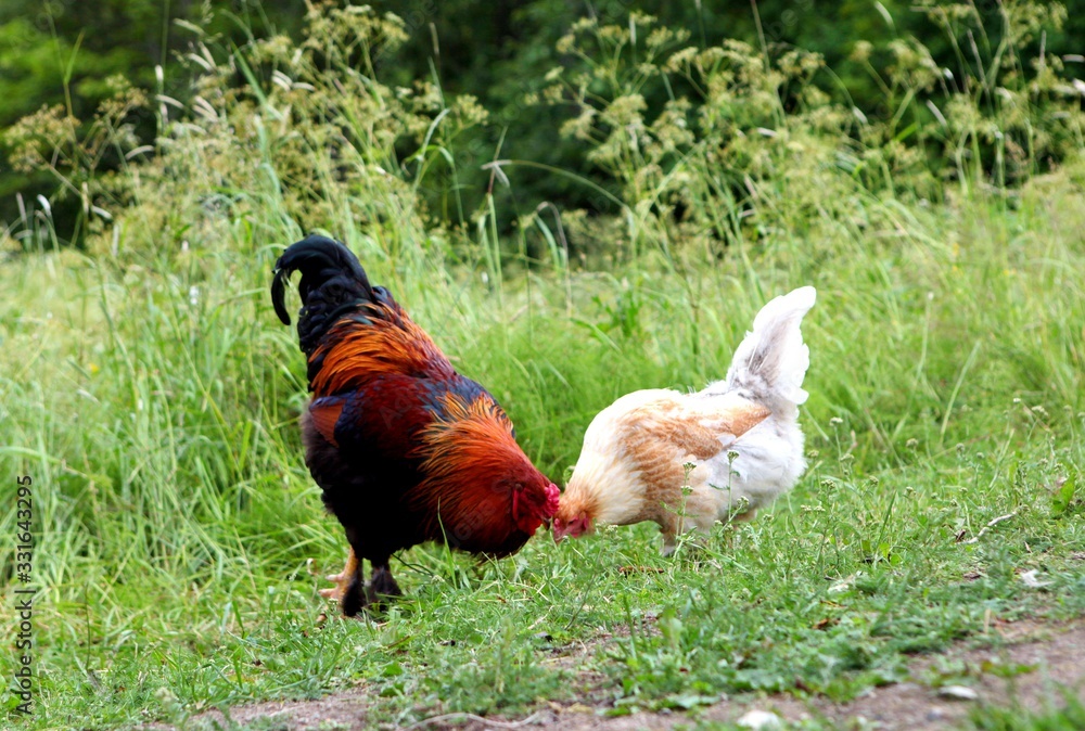 rooster with red comb and flock of chikens grazing on the ground of village courtyard in summer sunny day rooster with red comb and flock of chikens grazing on the ground of village courtyard in summer sunny day
