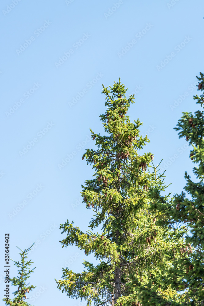 Fototapeta premium Beautiful evergreen pine trees, under clear sky