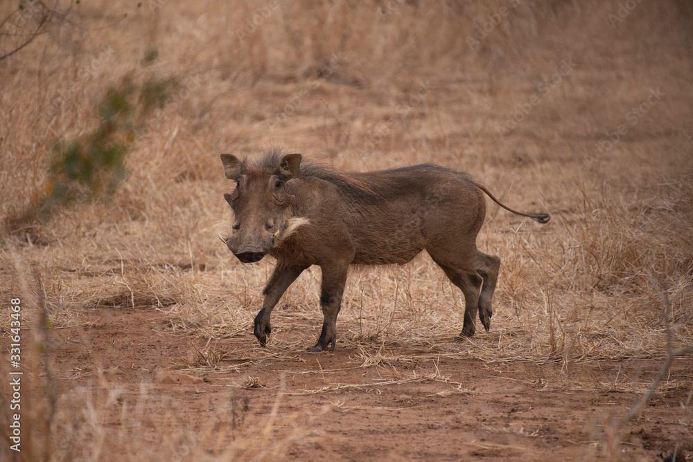 Warthog, Phacochoerus africanus at Kruger National Park, South Africa Warthog, Phacochoerus africanus at Kruger National Park, South Africa