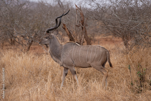 Kudu or Greater Kudu, Tragelaphus strepsiceros, Kruger National Park, South Africa