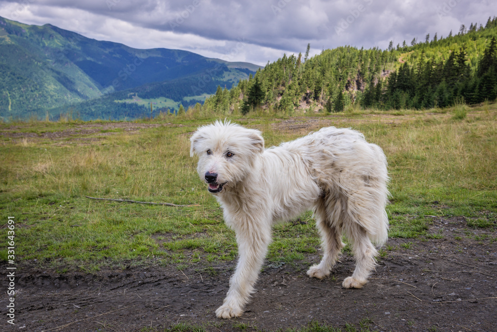 Dog on a meadow near Borsa town in Rodna Mountains, Romania