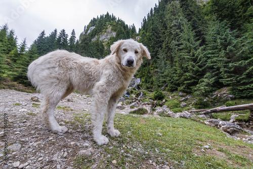 Sheep dog next to Cascada Cailor - waterfall located in Rodna Mountains national park in Romania photo