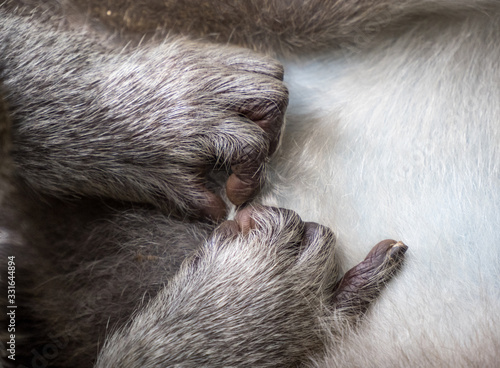 Close up of a monkey grooming 