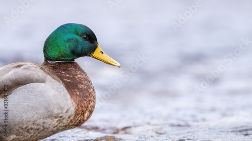 Male mallard standing by running water in a river against a pale white watery background.