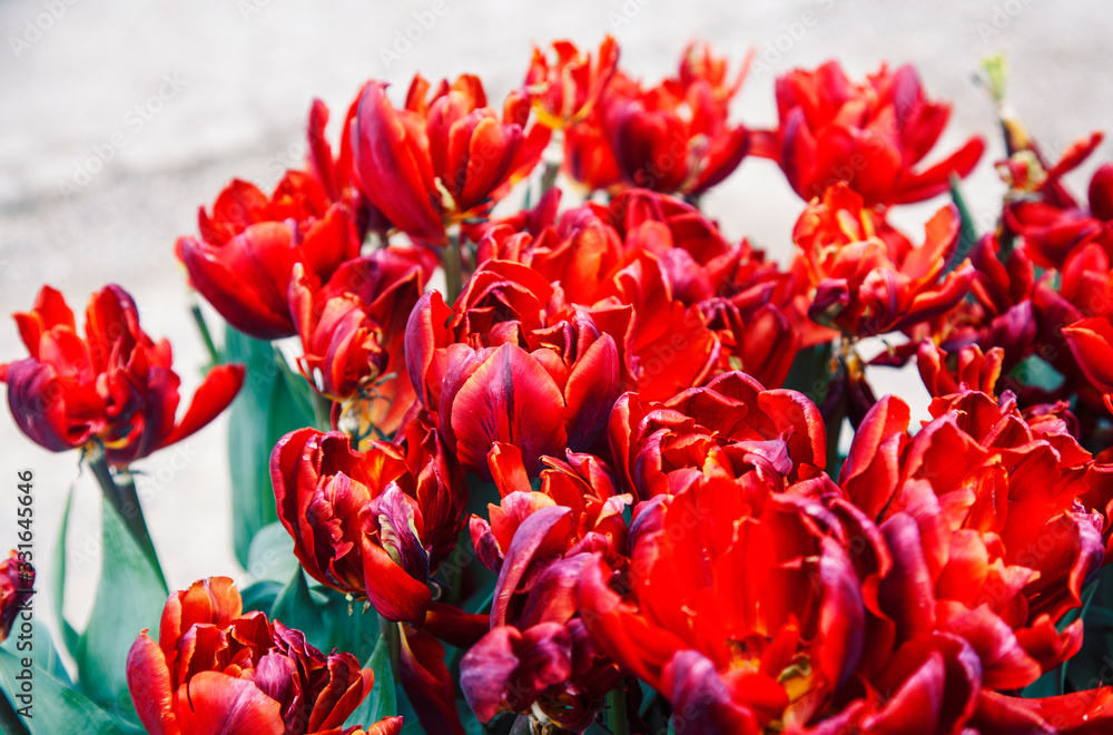 bunch of tulip flowers close up for background, flowerbed untypical macro, many petails bright colored bunch of tulip flowers close up for background, flowerbed untypical macro, many petails bright colored