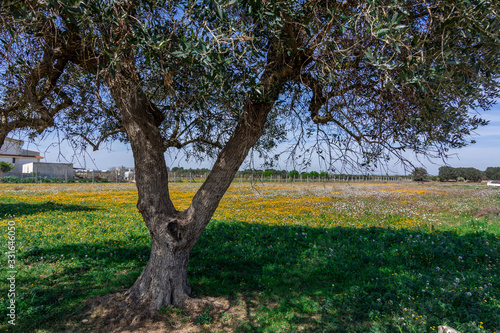 Close Up of Olive Tree among Spring Flowers in Italy on Blurred Background